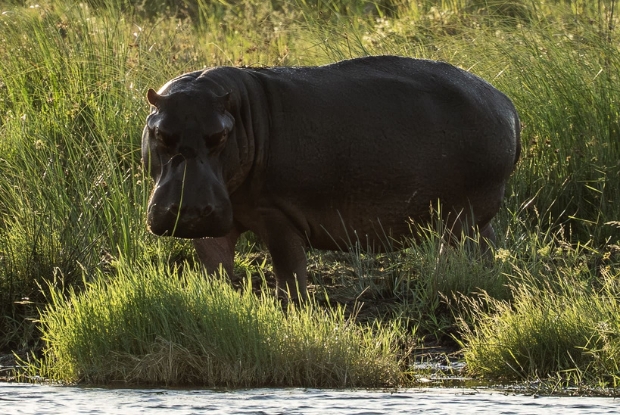 hippo